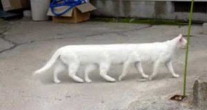 Weird cat with eight legs