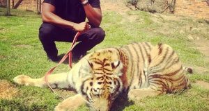 Sesan new tiger pet