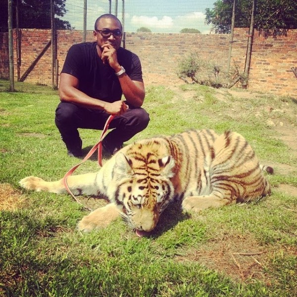 Sesan new tiger pet