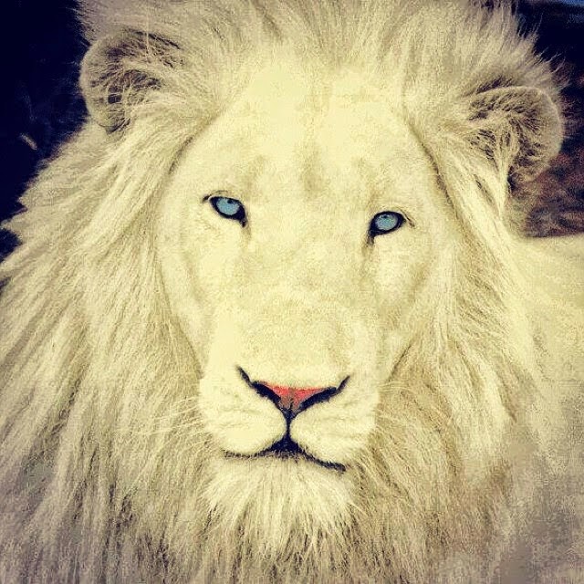 D'Banj White Lion NaijaVibe