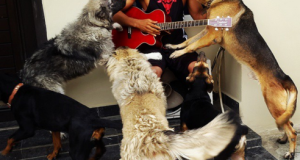 Flavour and his dogs