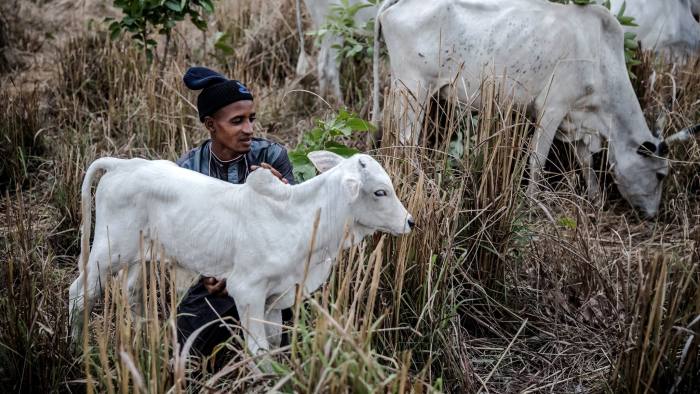 Cattle movement in Nigeria